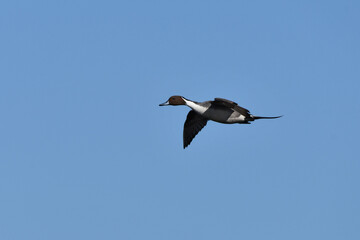 Male Northern Pintail duck drake in flight