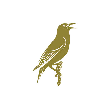 Starling bird design vector illustration, Creative Starling bird logo design concept template, symbols icons