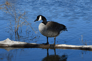 Canada Goose resting on drift wood