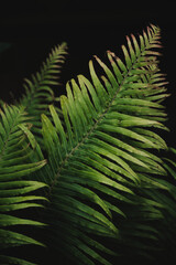 Fototapeta na wymiar Dark green Botanical ferns leaves nature background.