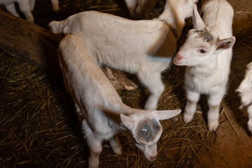 small white kids on a farm under the light of a light bulb indoors