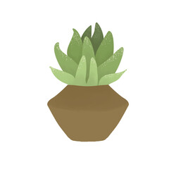 A succulent plant in a pot. Home plant