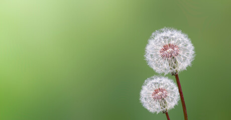 Dandelion seed pod in a blurred background
