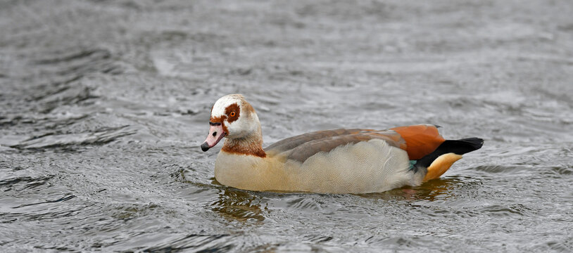 Egyptian goose // Nilgans (Alopochen aegyptiaca)