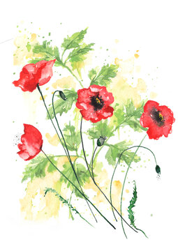 Watercolor Frame of Red poppy, branch. Vintage drawing plant. Card with Red poppy flowers. Garden flowers. Beautiful wreath of wildflowers. Thickets of grass. For logo, card, design,frame.Banner