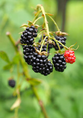 Bunch of  ripening hybrid blackberries on a natural background