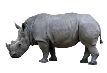 Obraz premium Rhino Taxonomy isolated