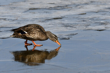 Female Mallard drinking water melting on ice