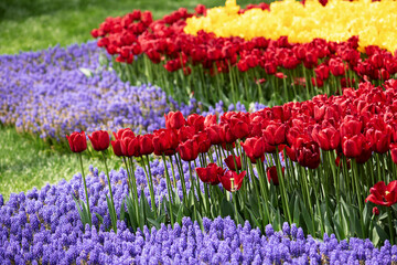 Multicolored tulip flowers