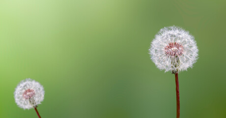 Dandelion seed pod in a blurred background
