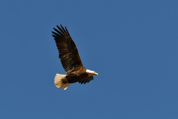 Bald Eagle in flight