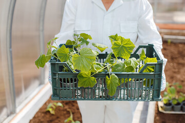 The farmer holds in his hands a box with young seedlings of cucumbers. Planting and growing fresh cucumbers in the greenhouse. Vegetables free of chemicals and pesticides