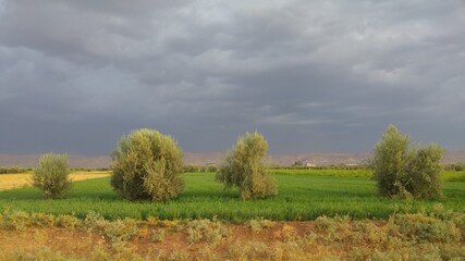 landscape with trees