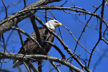 Bald Eagle perched in a tree