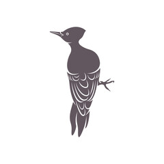 Woodpecker bird design vector illustration, Creative Woodpecker bird logo design concept template, symbols icons
