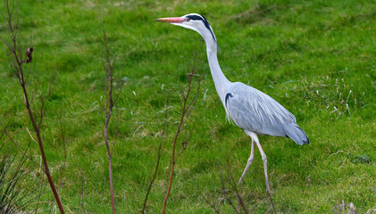 Graureiher // Grey heron (Ardea cinerea)
