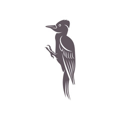 Woodpecker bird design vector illustration, Creative Woodpecker bird logo design concept template, symbols icons
