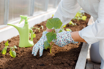 A woman in a white overalls plants young cucumber seedlings in the ground. Planting fresh vegetables in the greenhouse.