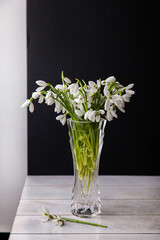 Bouquet of white snowdrops Galanthus nivalis in glass jar on dark tones on wooden background, still life in Feigned carelessness
