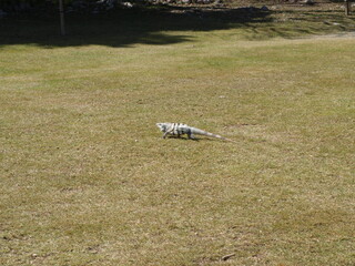 Lizard