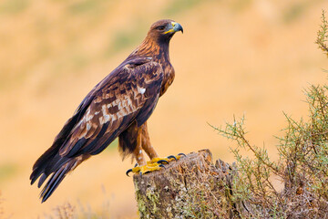 Golden Eagle, Aquila chrysaetos, Mediterranean Forest, Castile and Leon, Spain, Europe