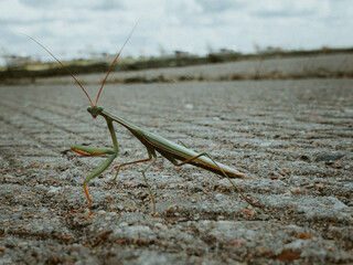 praying mantis on the ground