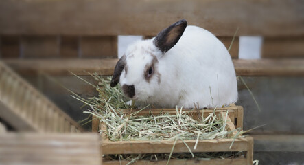 White color rabbit or bunny sitting and playing on cement floor in house and dry Barley straw and water in tray beside them. they look a bit fluffy and adorable. very popular for girl. rabbit concept.