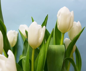 White tulips on a blue background.