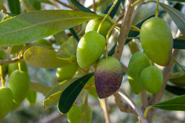 Kalamata olives on a tree branch in a summer orchard
