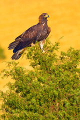 Golden Eagle, Aquila chrysaetos, Mediterranean Forest, Castile and Leon, Spain, Europe