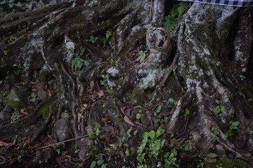 long old tree roots and vine in the wild