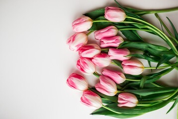Pink fresh tulips flowers on white background