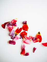 Tulip petals isolated on white background