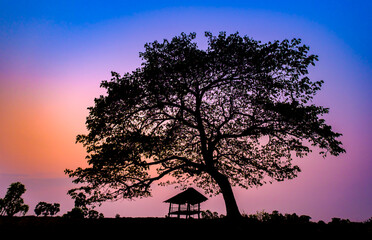 Silhouette of beautiful big tree and the hut on sunrise background.