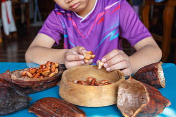 inspect cocoa beans for sorting