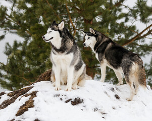 Siberian Husky Dogs in the forest in winter 