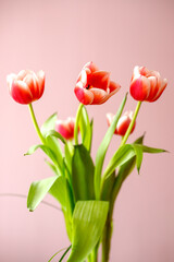 bouquet of red tulips on pink background