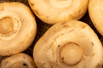 Fresh young mushrooms on the table . Close-up selective focus.
