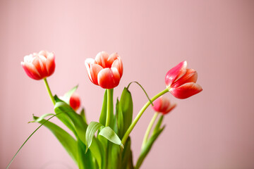 bouquet of red tulips on pink background
