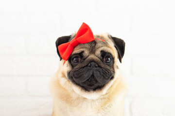 Portrait pug dog  girl with  red bow on white backgrouhd  .Grooming   ,beauty concept .