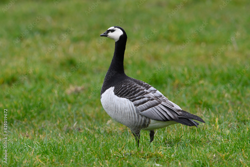 Wall mural Weißwangengans,  Nonnengans // Barnacle goose (Branta leucopsis)