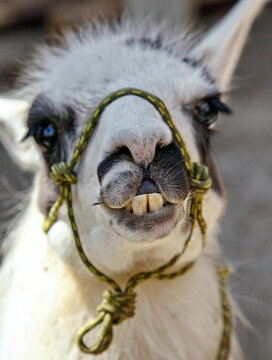 Silly look of lama with open mouth with big teeth