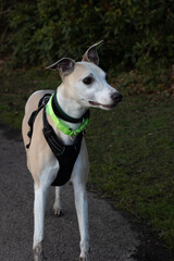 jack russell terrier