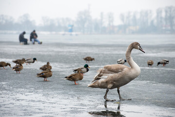 Birds on the frozen lake