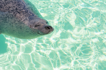 Obraz premium Sealion is swimming. The head of the sea lion in the clear blue water