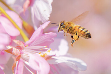 河津桜に蜜蜂