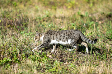 Naklejka na ściany i meble Gray cat in the park, summer landscape.