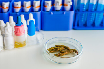 Allergic diagnosis. Catkins of hazel, a very allergenic pollen in the laboratory.