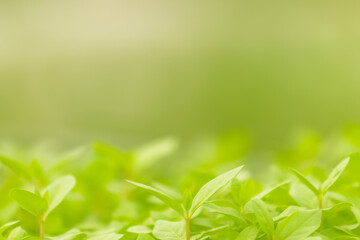 Blur green leaves on sunshine background. Closeup nature view of green leaf on blurred greenery in the garden with copy space using as a background.