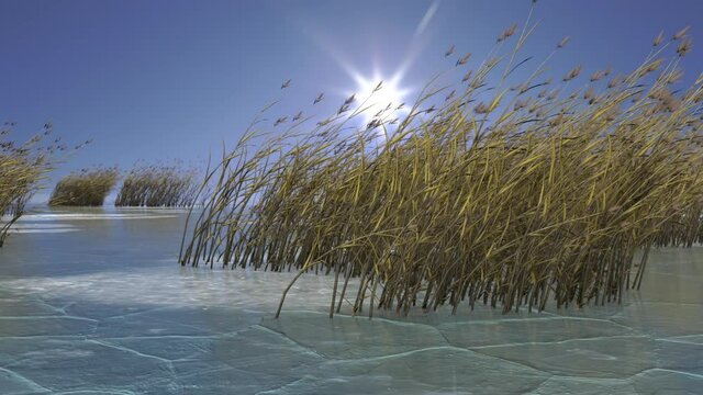 winter reed in frozen lake blowing in the wind, loop with alpha matte